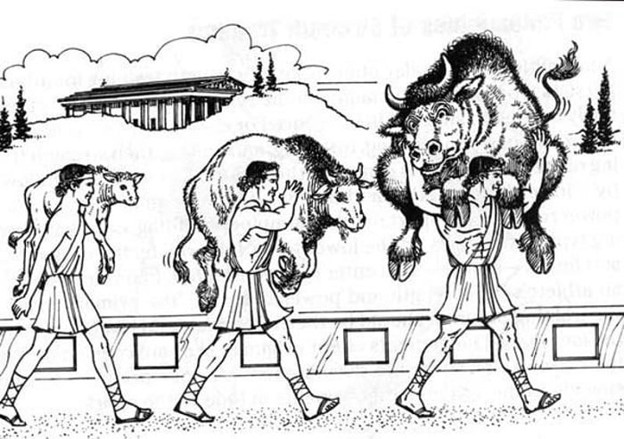 Illustration of Milo of Croton carrying the animal as it grows from a calf into a full-sized bull